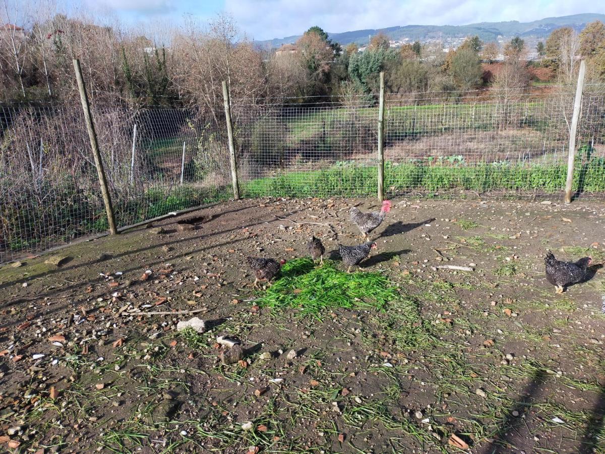 Quinta Da Lage Agroturismo E Enoturismo Celorico De Basto Exteriér fotografie