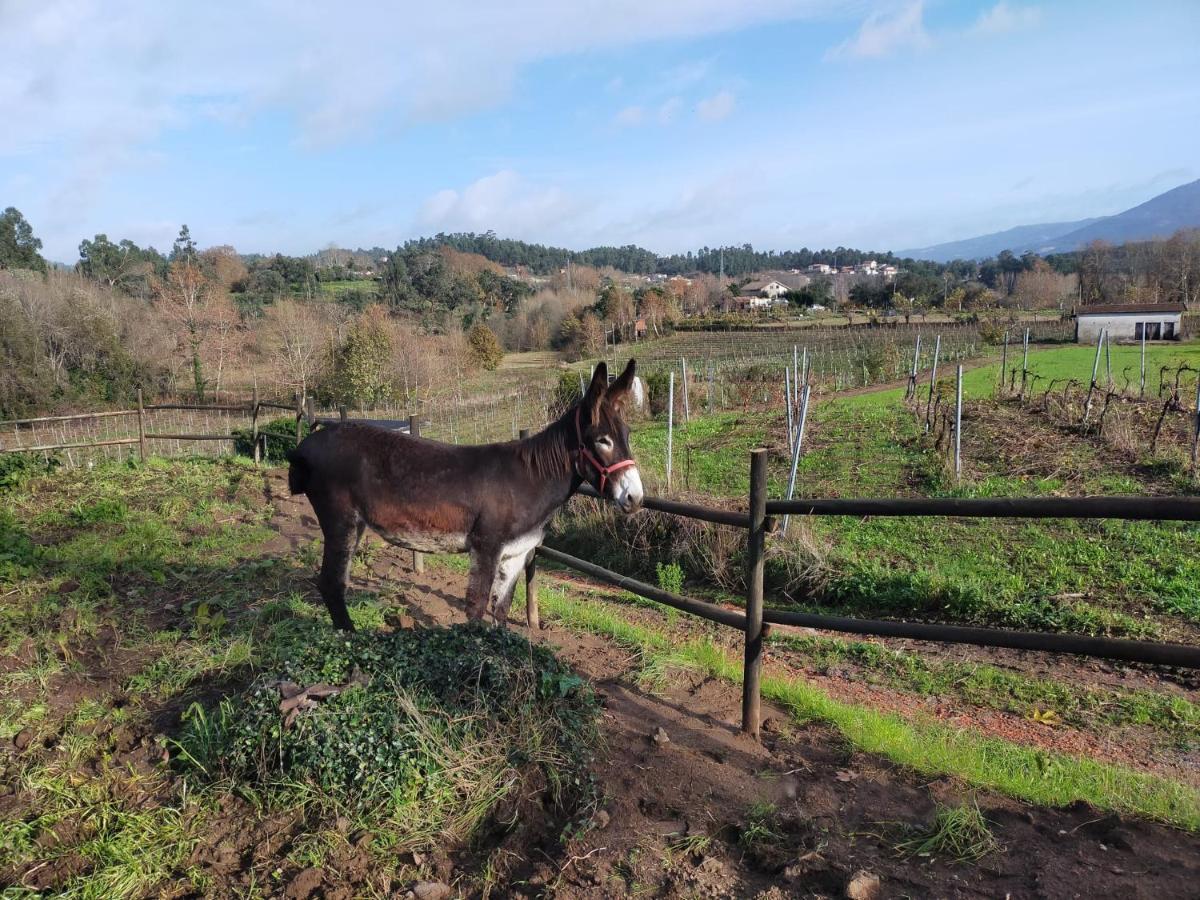 Quinta Da Lage Agroturismo E Enoturismo Celorico De Basto Exteriér fotografie