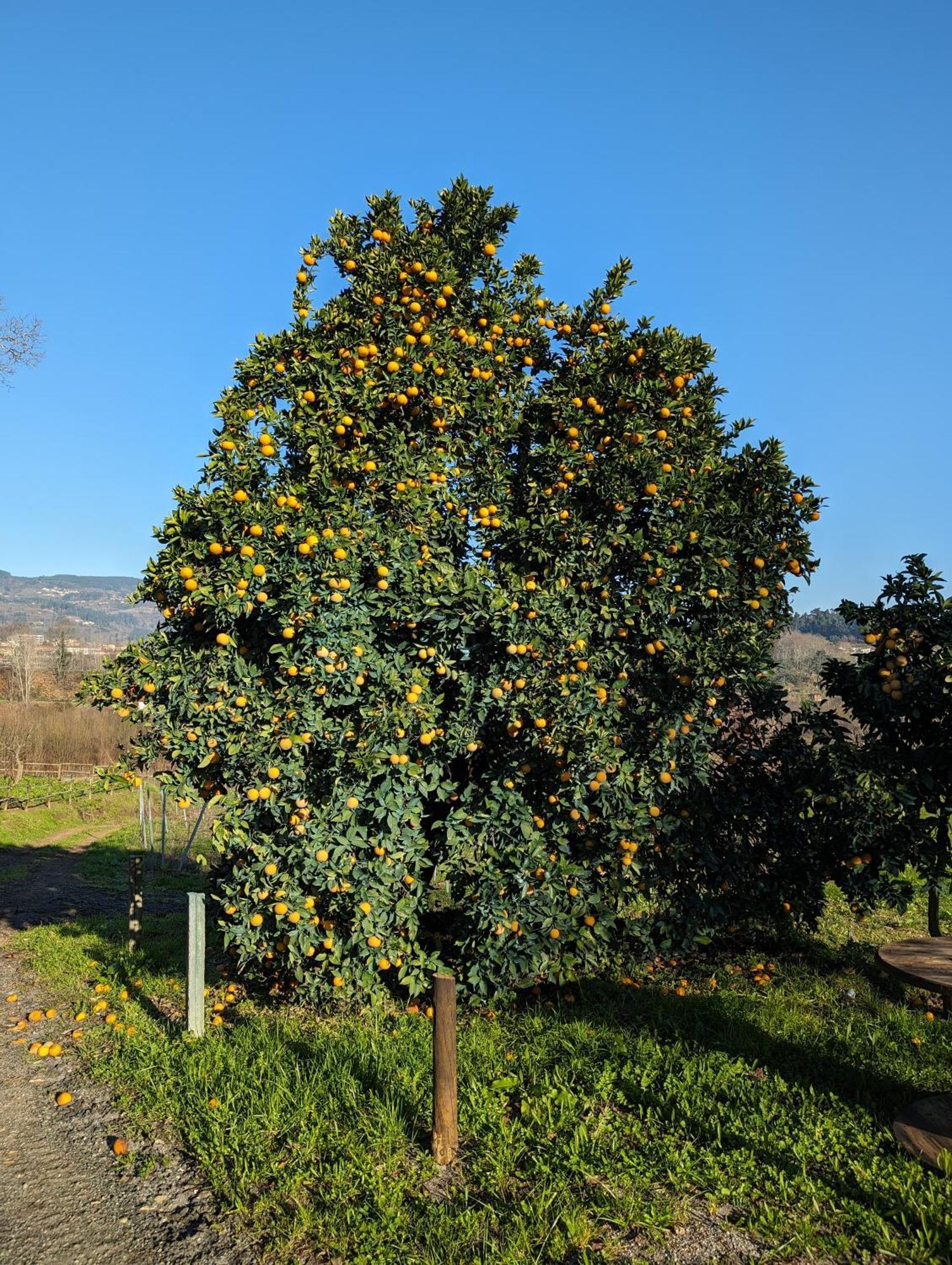 Quinta Da Lage Agroturismo E Enoturismo Celorico De Basto Exteriér fotografie
