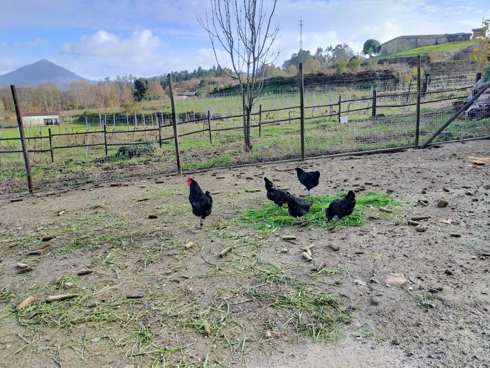 Quinta Da Lage Agroturismo E Enoturismo Celorico De Basto Exteriér fotografie